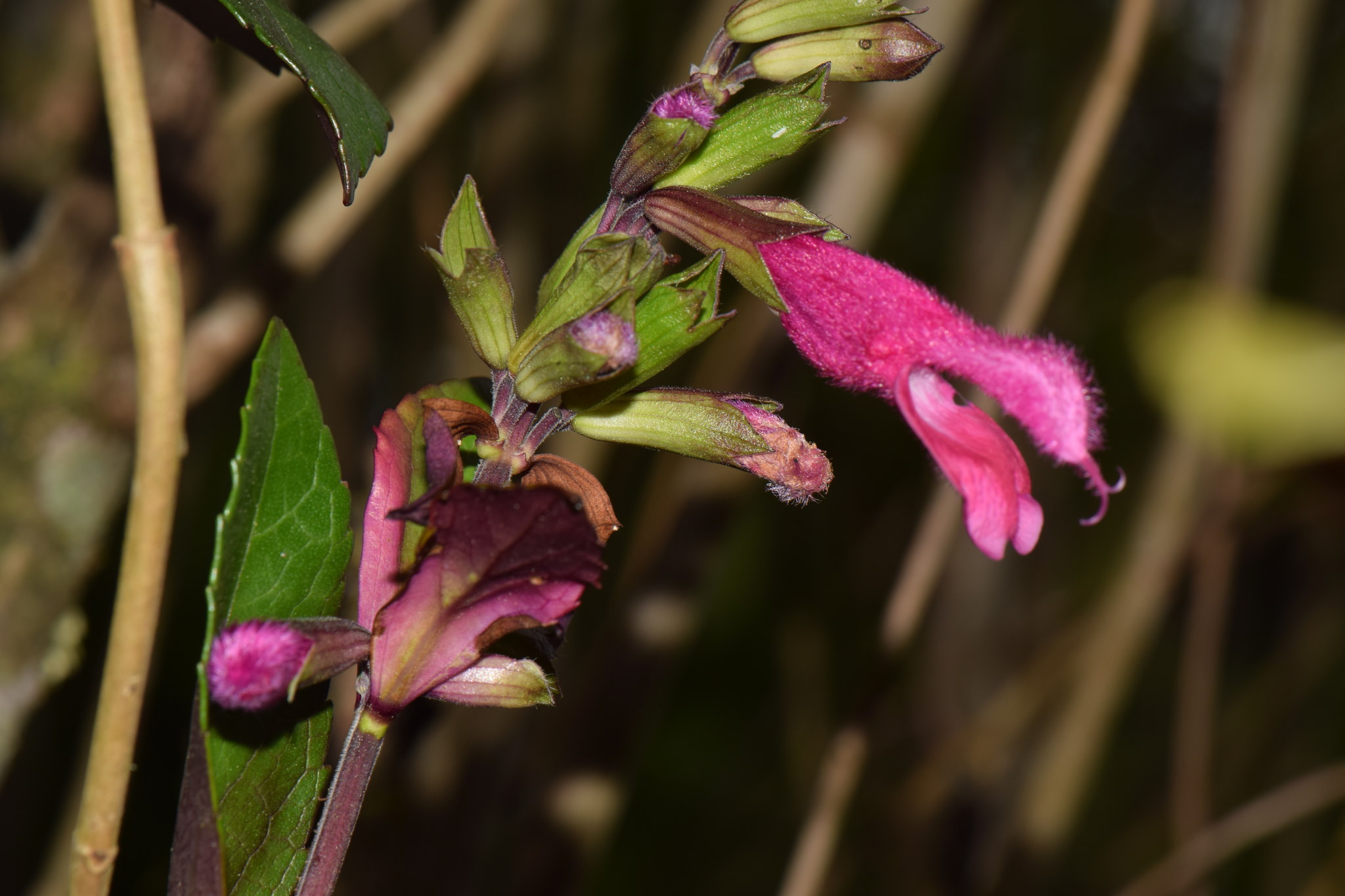 Salvia buchananii